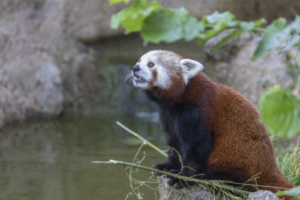 One red panda, Ailurus fulgens, sitting riverside on a rock, framed by green leafs. Some bamboo