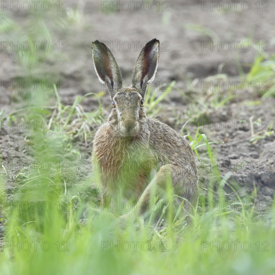 European hare (Lepus europaeus) sitting on a freshly harrowed field, looking into the camera, North
