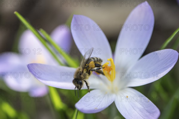 Elfin crocus (Crocus tommasinianus) with honey bee (Apis mellifera), Emsland, Lower Saxony,