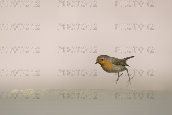 A robin (Erithacus rubecula) hovering in the air against a subtle beige background, jumping from a