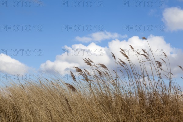 Wind-blown tall grass under a blue sky with white clouds, reeds, North Sea, Schleswig-Holstein,