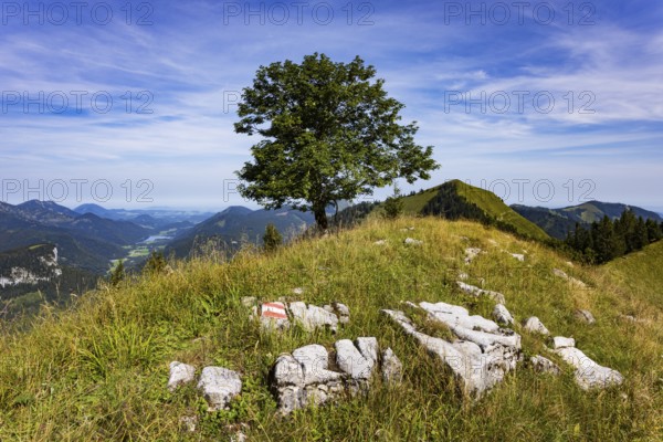 Sycamore maple on the hiking trail to the Königsberger Horn, Osterhorn group, Salzkammergut,
