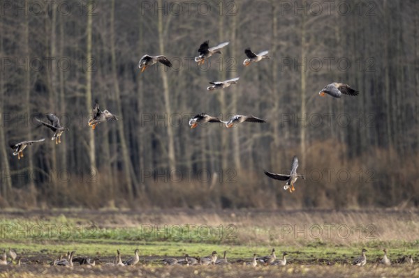 Bean geese (Anser fabalis), flying, Emsland, Lower Saxony, Germany, Europe