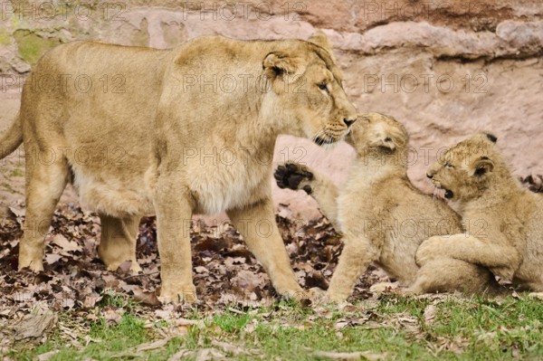 Asiatic lion (Panthera leo persica) female (mother) with her cubs, captive