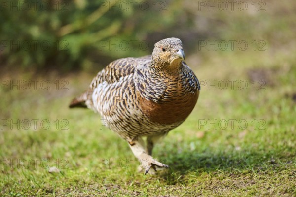 Western capercaillie (Tetrao urogallus) female (hen) standing on the ground at the edge of a foest,