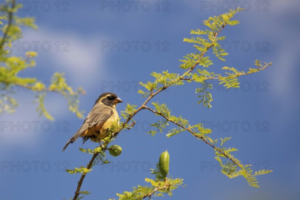 Golden-billed Saltator (Saltator aurantiirostris) in a nature reserve in Buenos Aires, Argentina,
