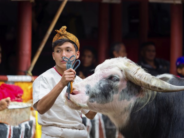 Man and water buffalo (Bubalus arnee) at funeral service in Tana Toraja, Rantepao, Sulawesi,