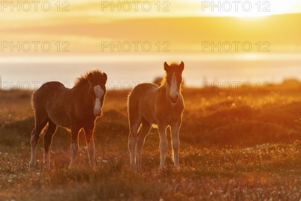Foals, Icelandic horses (Equus islandicus), in the light of the midnight sun, Hofsos or Hofsós,