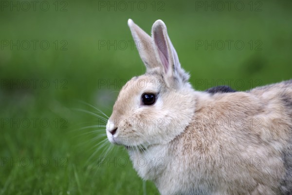 Rabbit (Oryctolagus cuniculus), Portrait, Grass, Easter, The cute domestic rabbit has its ears