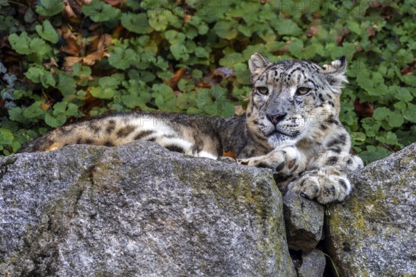 Snow leopard (Panthera uncia), lying on rocks, captive, Baden-Württemberg, Germany, Europe