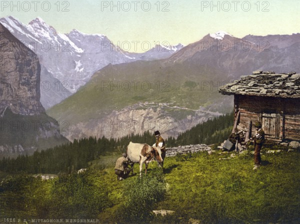 Wengern Alp, Käserei, Kuhhirte milkt Kuh, Bernese Oberland, Switzerland, Historic, digitally