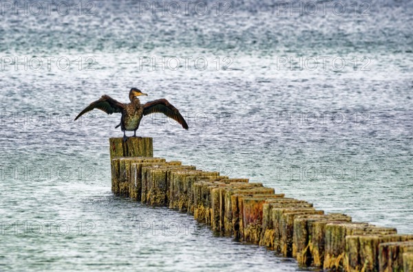 A Comoran (Phalacrocorax carbo) sitting on groynes, Graal-Müritz, Fischland-Darß-Zingst peninsula,