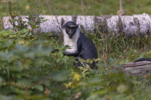 One adult Diana monkey (Cercopithecus diana) sitting in the green undergrowth at a forest edge and