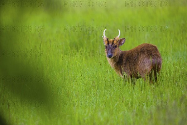 One male Reeves's muntjac (Muntiacus reevesi) stands on a green meadow