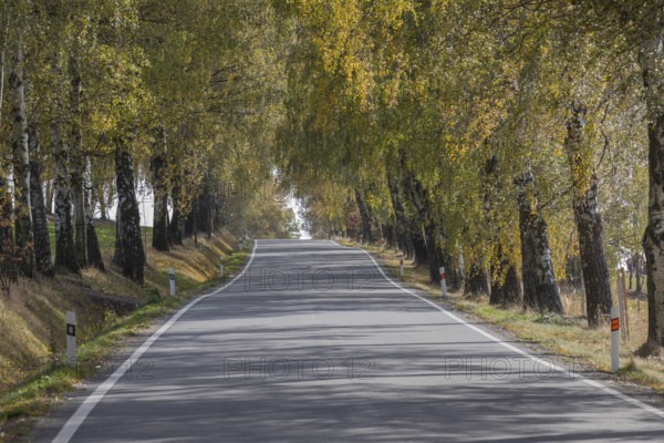 Alley of birch trees in autumn