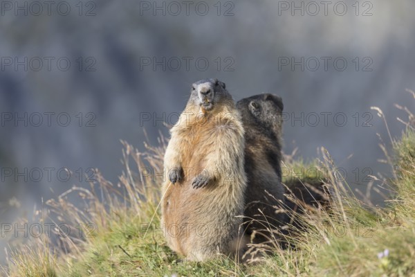 Two adult Alpine Marmots, Marmota marmota, standing erected back to back. Background grey. Early