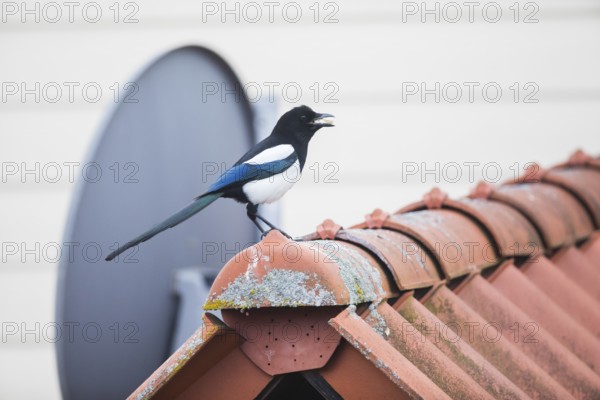 Common Magpie (Pica pica), adult bird with bait in its beak, on top of a house roof, Hesse,