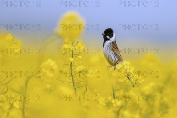 Common reed bunting (Emberiza schoeniclus) male in breeding plumage perched in flowering rape field