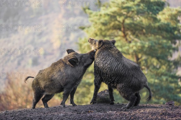 Two wild boar or wild pig (Sus scrofa) fight on an opening