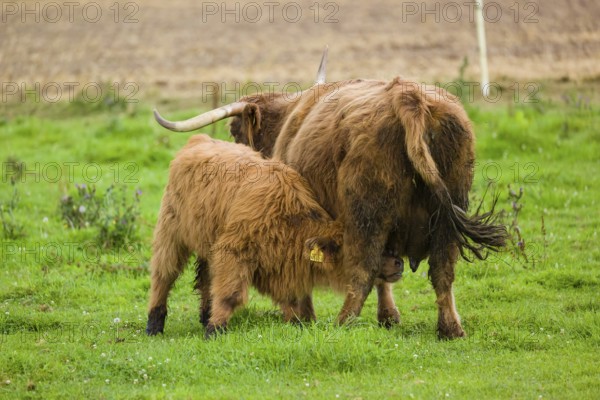 One Highland cow (Bos primigenius taurus) suckling her calf