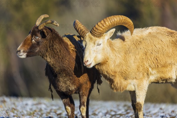 Two snow sheep (Ovis nivicola), or Siberian bighorn sheep stand on a snow covered meadow