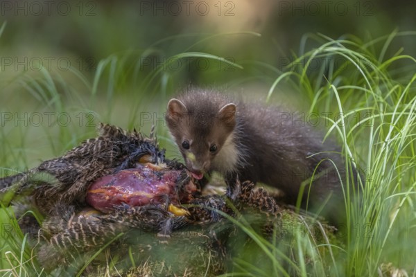 One beech marten (Martes foina), feeding on a pheasant lying on the forest floor between green