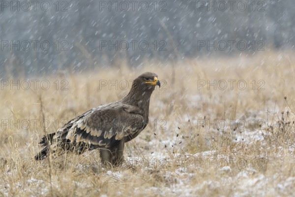 One steppe eagle, Aquila nipalensis, sitting on a snowy meadow during snowfall. Trees and grass in