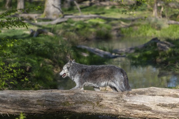 One Timberwolf, Canis lupus lycaon, walking over a fallen tree to cross a creek. Trees, creek and