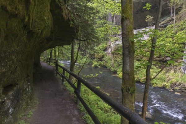 Hiking path in the Wild Gorge, river Kamnitz, Hrensko, Ustecky kraj, Czech Republic, Europe