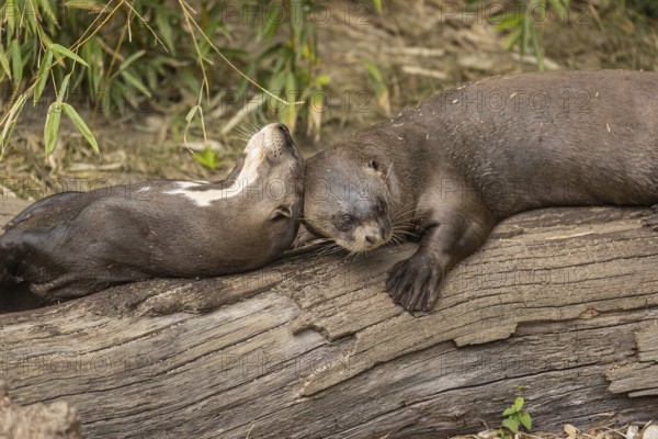 Loving couple. Two giant otter or giant river otter (Pteronura brasiliensis) male and female,