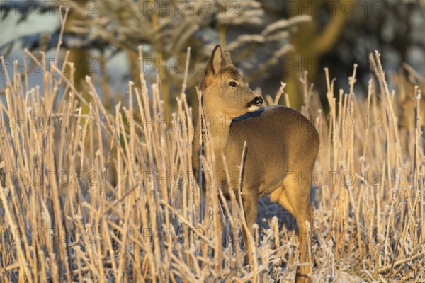 Roe deer standing in hoar frosted dead stinging nettle at minus 15 °C at sunrise. Trees and dead