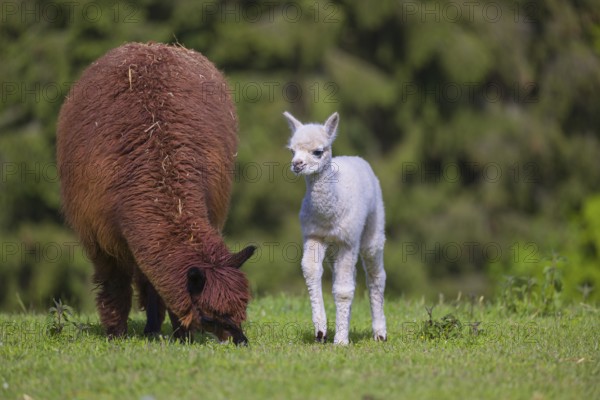 One brown female Alpaca (Vicugna pacos) stands with her young on a fresh green meadow . A green
