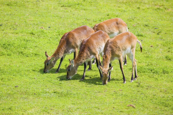 A group of four female Lechwe Waterbucks, Kobus leche, graze on a green meadow