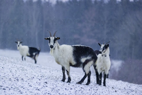 Three peacock goats (Capra aegagrus f. hircus) stand on a snowy meadow during snowfall. A forest is