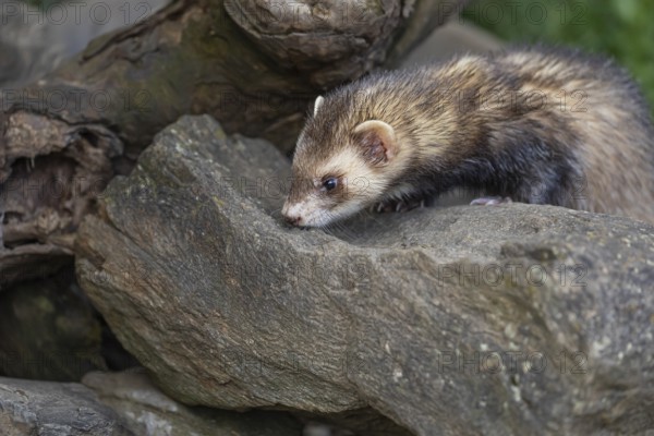 One male ferret (Mustela putorius furo) climbing over a little stone