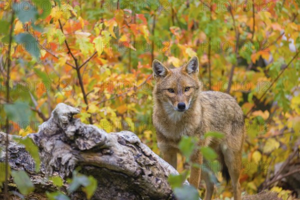 One golden jackal (Canis aureus) stands on a fallen tree trunk. Behind him is a tree in intense