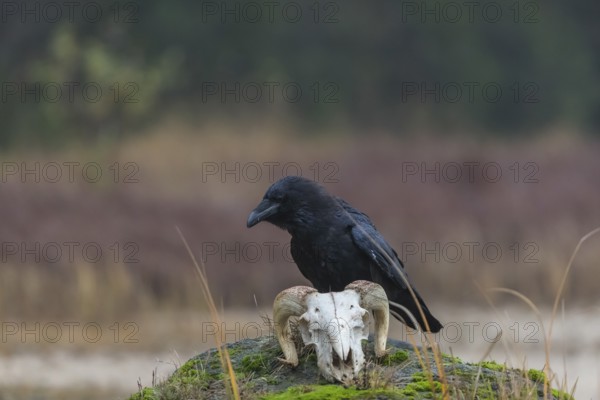 One common raven (Corvus corax) standing on a rock, searching for food on a ram skull. On a dry