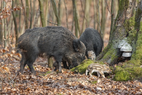 Wild boar, wild boar (Sus scrofa), bucks with young boars foraging in the forest, Germany, Europe