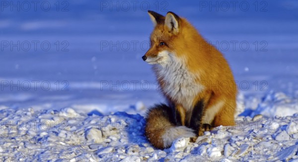 Red fox (Vulpes vulpes), winter, sitting in the snow, evening light, cropped image, Yukon