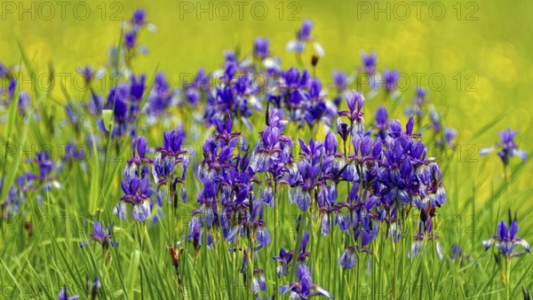 Siberian iris (Iris sibirica), large stand in meadow, Upper Bavaria, Bavaria, Germany, Europe