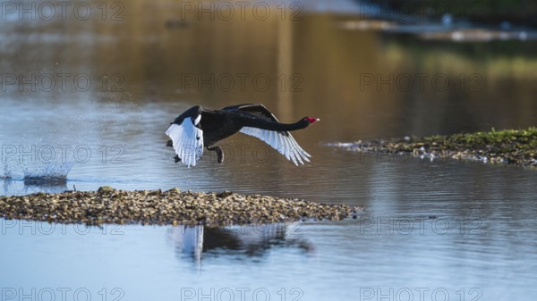 Black Swan, Cygnus atratus, bird in flight over winter marshes