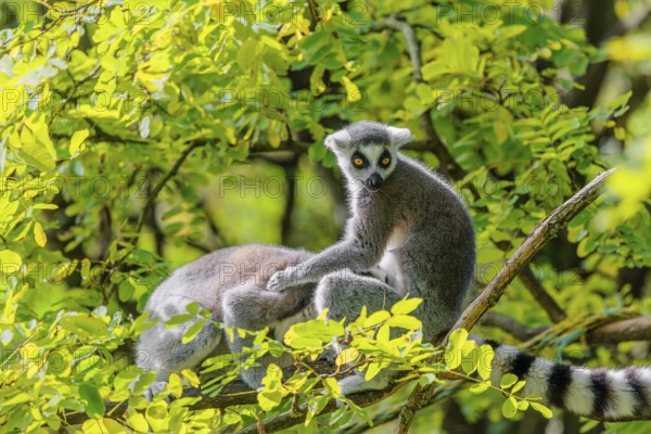 Two ring-tailed lemurs (Lemur catta) sit high up in a tree on a branch between fresh green leaves