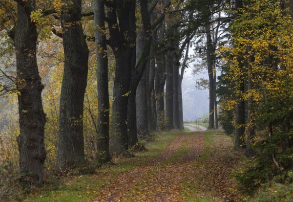 Oak avenue with morning mist in autumn, Gmünd, Waldviertel, Lower Austria, Austria, Europe