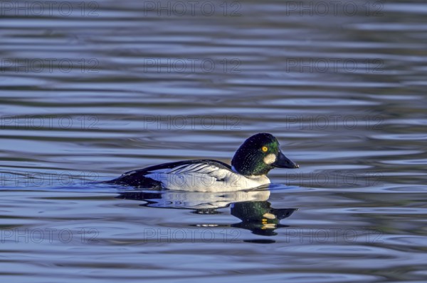 Common goldeneye (Bucephala clangula) adult male swimming in lake in winter
