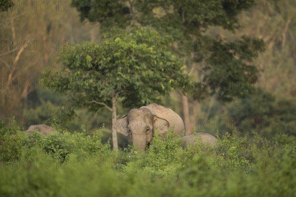 Indian elephants (Elephas maximus indicus), Khiri Khan, Hua Hin, Kui Buri National Park, Thailand,