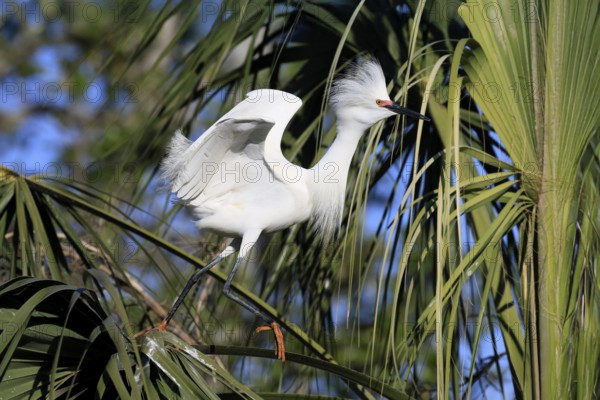 Great Egret (Egretta thula), adult, in breeding plumage, during breeding season, on tree, St.