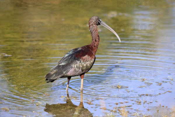Glossy ibis (Plegadis falcinellus), adult, in the water, foraging, Merritt Island, Black Point