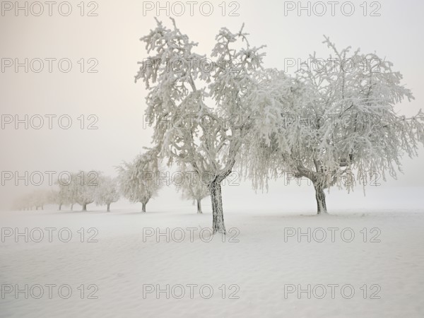 Row of trees covered in deep snow, Grod, Lindenberg, Beinwil, Freiamt, Canton Aargau, Switzerland,