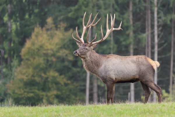 An Altai maral stag, Altai wapiti or Altai elk (Cervus canadensis sibiricus) crosses a meadow in