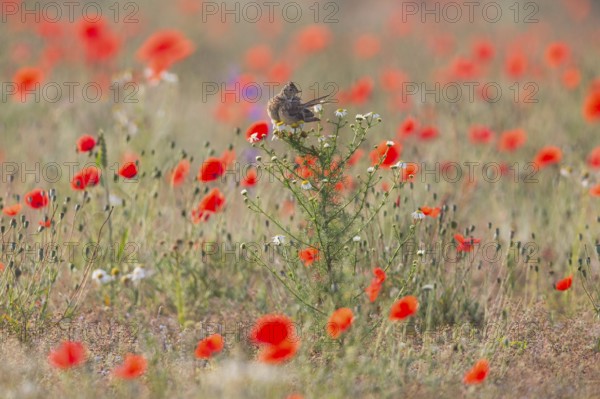 Skylark (Alauda arvensis), adult bird, perched on a Ox-eye daisy plant, amongst flowering poppies,